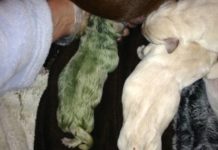 Couple’s Chocolate Lab Gives Birth To A Litter, And One Puppy Is Green