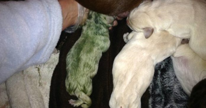 green-puppy-birth