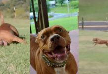 Pit Bull Arrives To Forever Home, Does Zoomies All Over His New Yard