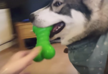 Mom Throws Toy For Husky, But His Little Friend Decides To Run After It Too