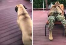 160-LB Puppy Turns Into A Lap Dog When His Human Brother Returns Home