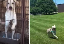 Life After The Dog Meat Farm For Jin Now That She’s Safe And Free