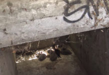 Stray Cat Takes Refuge In A Storm Drain And Gives Birth To A Litter Of Kittens