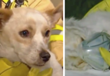 Dog Refuses To Leave Burning House Because He’s Protecting 4 Little Friends Inside