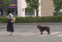 Lost Dog Followed Every Woman For 4 Months Hoping One Would Be His Owner