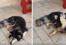 Lost Dog Has Identity Confirmed When He Starts Singing His Favorite Song