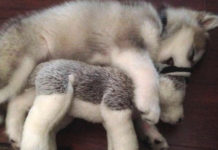 Puppy Destroys All Toys But One, Still Has It Years Later