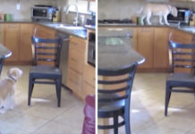 Owner Busts Lucy The Dog During Her Chicken Nugget Heist