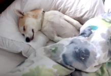 It’s Time For Lulu To Get Spayed, So She Plays Dead To Avoid Going To The Vet