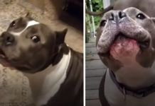 Chatty Dog Has Nonstop Conversations With Her Mom After Being Rescued