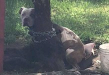 Pit Bull Found Tied So Tightly To A Tree That He Couldn’t Move His Head