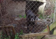 Missy Was Kept In A Tiny Cage For 10 Years Hidden Away Behind Piles Of Trash