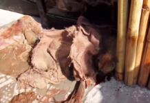 People Find Dog Drifting In And Out Of Consciousness To The Side Of The Road