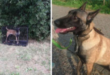 Dog Found Locked In A Cage With Nothing Near A Carpool Pickup Area