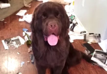 Newfoundland Oblivious To The Fact That He Just Ruined Mom’s Day With His Mess