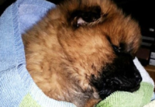 Dying Puppy Shows Up At Rescue On Christmas Eve