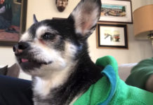 Olive The Chihuahua Prefers To Be Burped After Every Meal