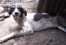 Street Dog Couldn’t Stand To Get To Food, But His Guardian Angels Showed Up