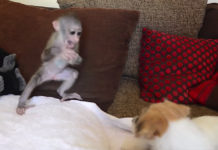 Orphaned Baby Monkey Befriends Jack Russell Puppies