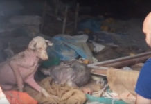 Dog Found Living His Own Version Of Hell Is Too Weak To Run From Rescuers