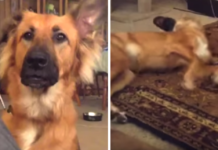 Dog Throws Overly-Dramatic Fit When He Doesn’t Get What He Wants