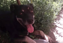 Smart Dog Stays Cool On Hot Summer Days With Paw Spas
