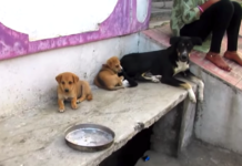 Rescuers Are Called To Check Out A Puppy, Then They See His Eye