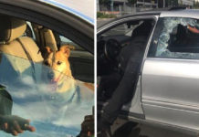 Owner Angry With Cop After He Smashes Window To Save Dog From Hot Car