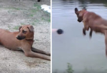 Dog Jumps In The Water To Save Man Who Is ‘Drowning’