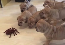 Shar Pei Puppies Team Up To Check Out And Take On Fake Spider