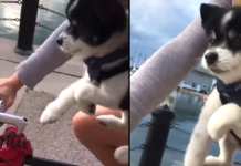Tiny Pup Goes On Bike Ride With Mom, Does His Best To ‘Help Out’