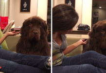 Dog Isn’t Having Mom’s Apologies, But Then He Finally Crack