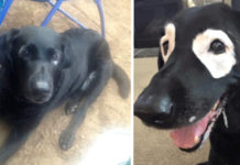 Family Gets A Dog, And His Appearance Changes Over The Years