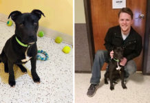 Dog Wakes Up After Euthanasia For A Second Chance At Life