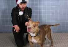 Magician Performs Tricks For Shelter Dogs, And They Don’t Know What To Believe