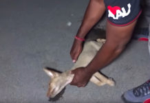 Small Dog Found Lying In The Road Was Unable To Move On Her Own