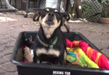 Stray Dog Wanders Into A Stranger’s Yard To Safely Give Birth To 9 Puppies