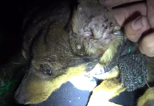 Dog’s Saved From The Railroad Tracks, But He Wasn’t Out Of The Woods Yet