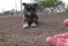 In The Middle Of Running From Rescuers, Dog Surrenders And Shows Her Belly