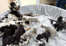 Velma The Dalmatian Goes Into Labor And Gives Birth To Record-Setting Litter