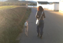 Stray Mama With Broken Leg Finds The Strength To Lead Rescuers To Her Puppies