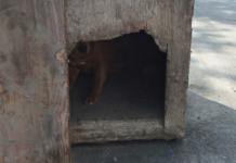Boarded-Up Doghouse Was Found And Pried Open On Side Of The Road