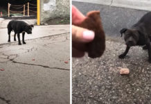 Woman Tries To Rescue Pit Bull Every Day For Three Weeks, Doesn’t Give Up