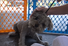 Tiny Pup Crammed Under Propane Tanks Was So Easy To Miss