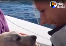 Puppy Found Swimming All Alone In The Middle Of The Ocean