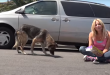 Senior German Shepherd Was Ready To Leave Her Lonely Life On The Streets When They Showed Up