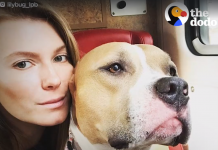 Dog Found Tied Up At A Playground Can’t Stop Hugging People Now