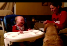 Dog Tries To Convince Baby That Green Beans Are Good, Has Baby In Stitches