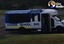 Dog Hears The School Bus And Takes Off Running Through The House