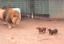 Wiener Dogs Face Off With Giant Lion, And The Lion’s Next Move Is Really Something